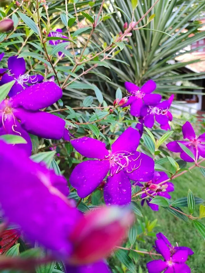Anamala Serenity Homestay Kerala Lakkidi